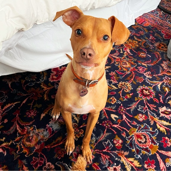 Hi Everyone! 🙋🏻 - Picture 2 of 2